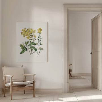 Daisy   Brachyglottis Drawn By Sarah Featon (1848–1927) | Canvas - Room Interior 1