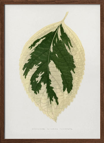 Hydrangea Japonica Variegata Leaf Illustration | Poster - Walnut Frame Interior