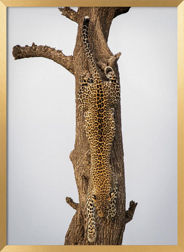 Leopard Descending Tree | Poster - Gold Frame Interior