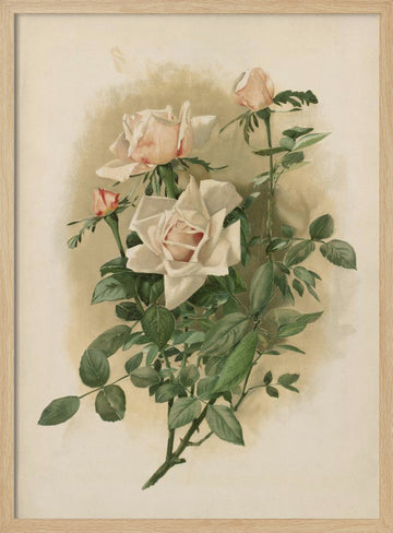 Duchesse De Vallombrosa Roses | Poster - Wood Frame Interior