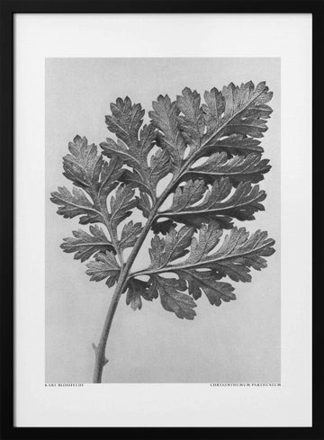Chrysanthemum parthenium | Poster - Black Metal Frame Interior