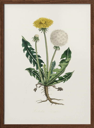 Leontodon Taraxacuma Medical Botany | Poster - Walnut Frame Interior