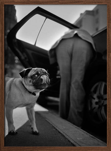 Pug's Funny Moment | Poster - Walnut Frame Interior