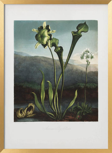 American Bog Plants from The Temple of Flora (1807) | Poster - Gold Frame Interior