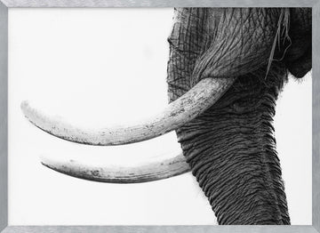 Wild Elephant Close Up | Poster - Silver Frame Interior