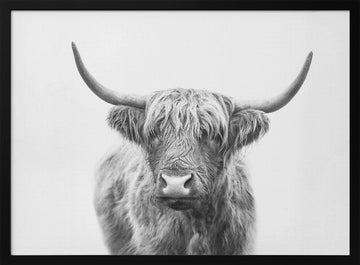 Highland Bull | Poster - Black Metal Frame Interior
