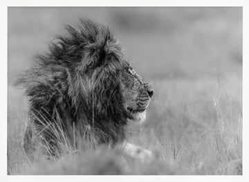 Majestic Lion Profile | Poster - White Frame Interior