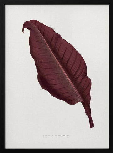 Pink Canna Atronigricans Leaf Illustration | Poster - Black Metal Frame Interior