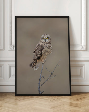 Watchful Short-eared Owl | Poster - Room Interior 1