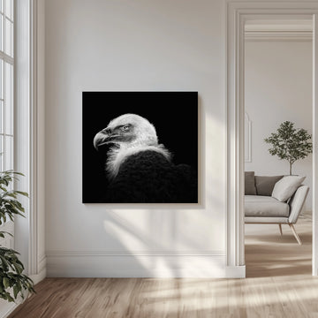 Intense Vulture Gaze | Canvas - Room Interior 1