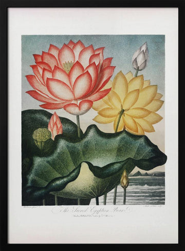 The Sacred Egyptian Bean from The Temple of Flora (1807) | Poster - Black Metal Frame Interior