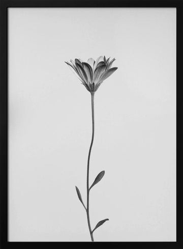 Elegant Floral Silhouette | Poster - Black Metal Frame Interior