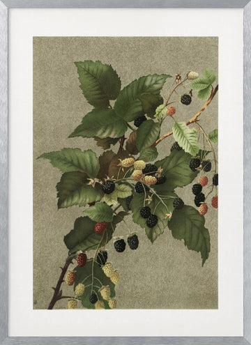 Blackberries | Poster - Silver Frame Interior
