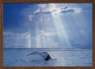 Whale Tail Sun Rays | Poster - Walnut Frame Interior