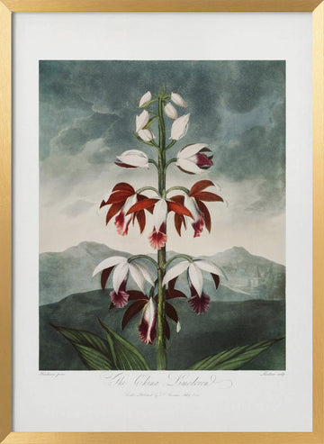 The Chinese Limodoron from The Temple of Flora (1807) | Poster - Gold Frame Interior