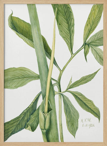 Greendragon (1920) | Poster - Wood Frame Interior