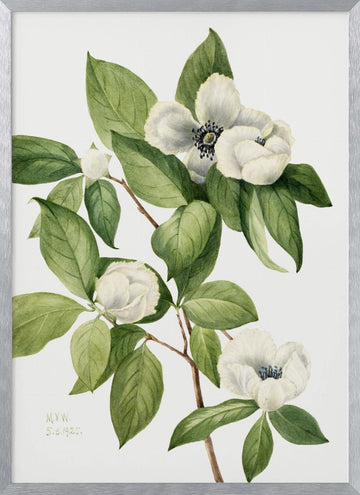 Virginia Stewartia (1925) | Poster - Silver Frame Interior