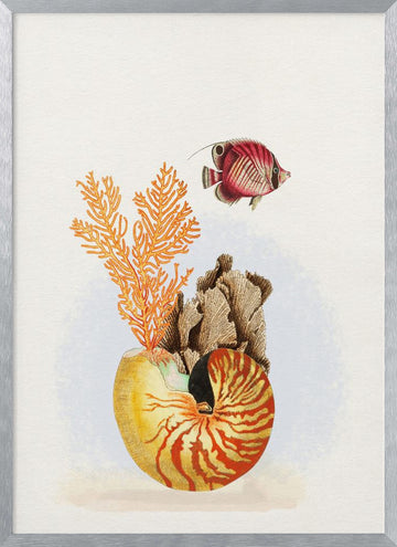 Nautilus Reef Life | Poster - Silver Frame Interior