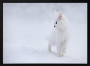 White Kitten in Snow | Poster - Black Metal Frame Interior