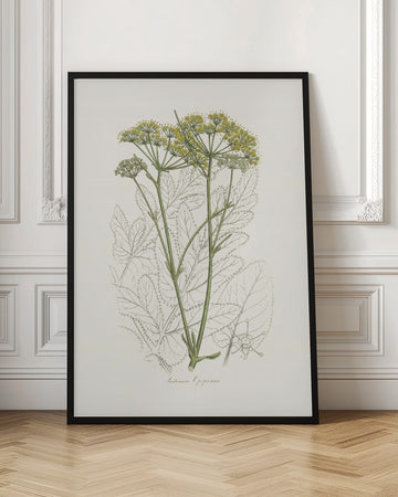Opobalsam (pastinaca Opopanax)  Medical Botany | Poster - Room Interior 1