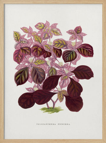 Pink Teleianthera Ficoidea Leaf Illustration | Poster - Wood Frame Interior