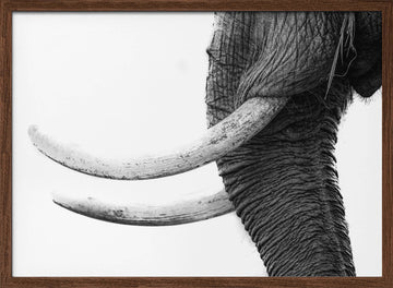 Wild Elephant Close Up | Poster - Walnut Frame Interior
