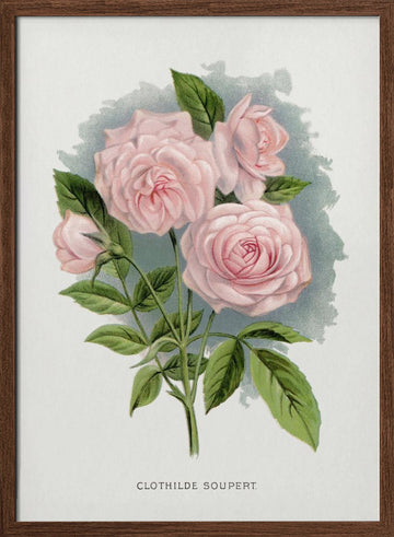 Pink Rose, Clothilde Soupert Lithograph | Poster - Walnut Frame Interior