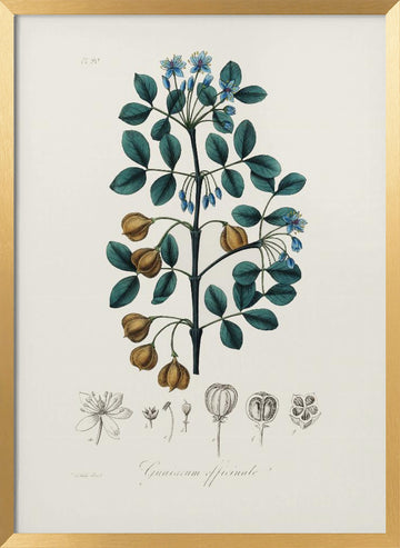 Guaiacwood (guaiacum Officinale) Medical Botany | Poster - Gold Frame Interior
