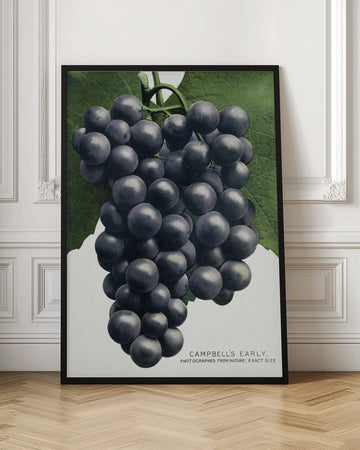 Campbell's Early Grape Lithograph | Poster - Room Interior 1