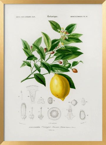 Lemon (citrus Limonium) | Poster - Gold Frame Interior