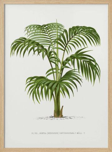 Kentia Vii | Poster - Wood Frame Interior