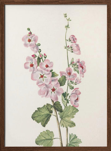 Orange Eye Globemallow From North American Wildflowers (1925) By Mary Vaux Walcott | Poster - Walnut Frame Interior