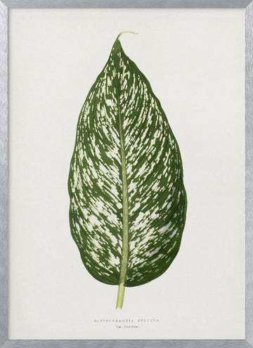 Dieffenbachia Seguina Leaf Illustration | Poster - Silver Frame Interior