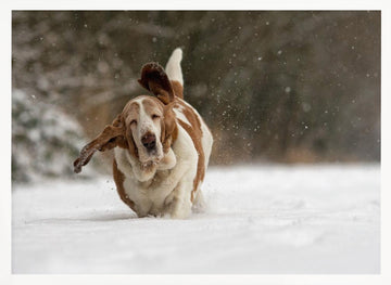 Joyful Basset Hound Snow Run | Poster - White Frame Interior