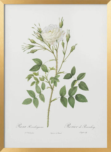 Rose of Rosenberg, Les Roses (1817–1824) | Poster - Gold Frame Interior