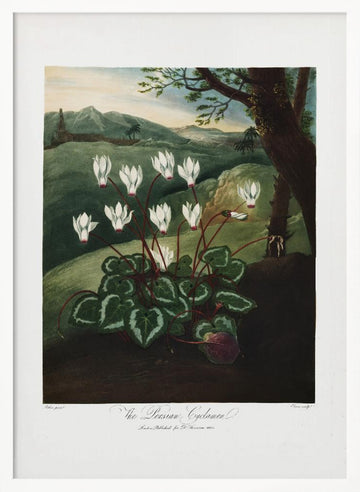 The Persian Cyclamen from The Temple of Flora (1807) | Poster - White Frame Interior