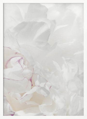 Soft Peony Petals | Poster - White Frame Interior