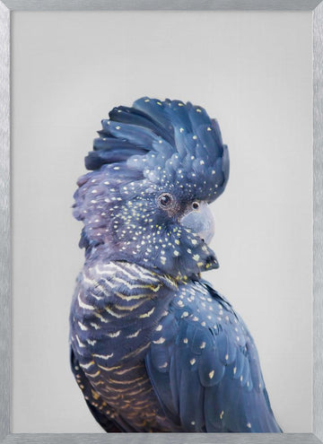 Black Cockatoo | Poster - Silver Frame Interior