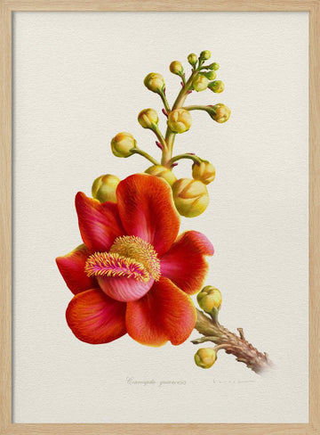 Vibrant Cannonball Flower | Poster - Wood Frame Interior