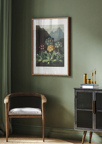 A Group of Auriculas from The Temple of Flora (1807) | Poster - Room Interior 2