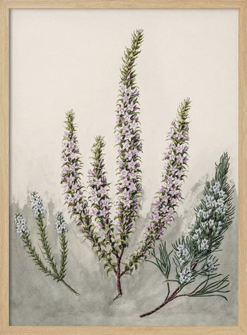 Epacris Drawn By Sarah Featon (1848–1927) | Poster - Wood Frame Interior