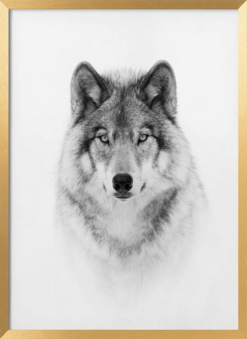Majestic Wolf Gaze | Poster - Gold Frame Interior