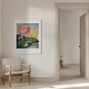 The Sacred Egyptian Bean from The Temple of Flora (1807) | Canvas - Room Interior 1