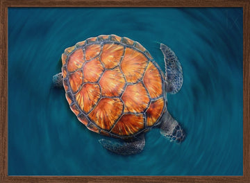 spin turtle | Poster - Walnut Frame Interior