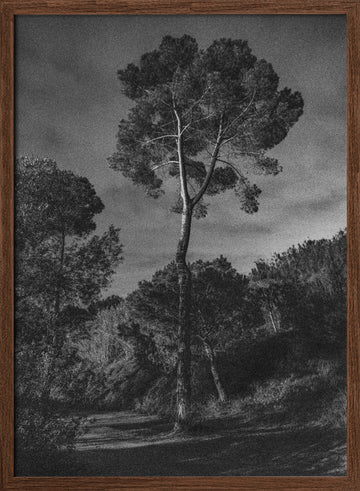 Dramatic Lone Tree | Poster - Walnut Frame Interior