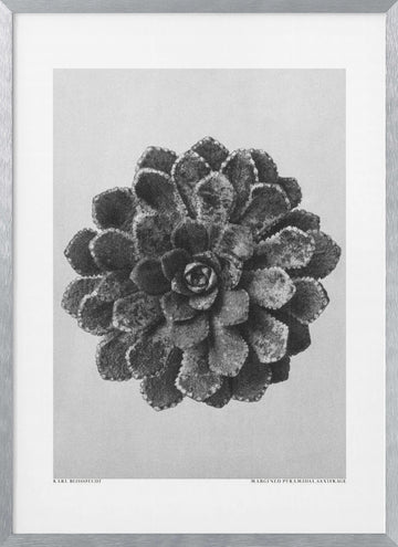 Margined Pyramidal Saxifrage | Poster - Silver Frame Interior
