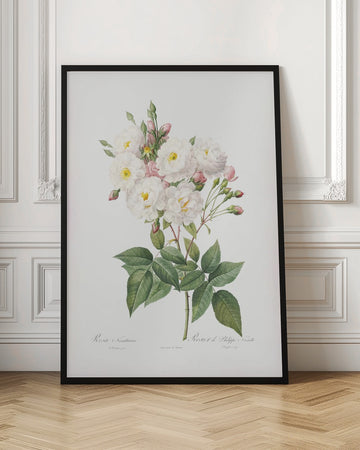 Rosa × Noisettiana, Les Roses (1817–1824) | Poster - Room Interior 1