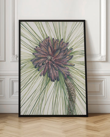 Longleaf Pine From North American Wildflowers (1925) By Mary Vaux Walcott. | Poster - Room Interior 1