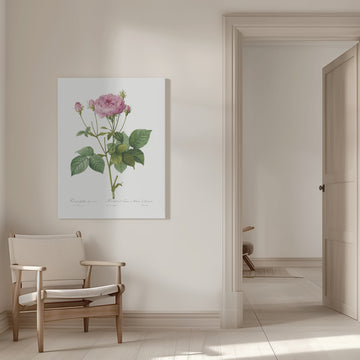 Rosa Gallica Granules, Les Roses (1817–1824) | Canvas - Room Interior 1