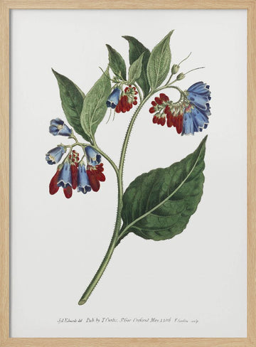 Symphyum Asperrim 1806   Flower Garden Displayed By Francis Sansom | Poster - Wood Frame Interior